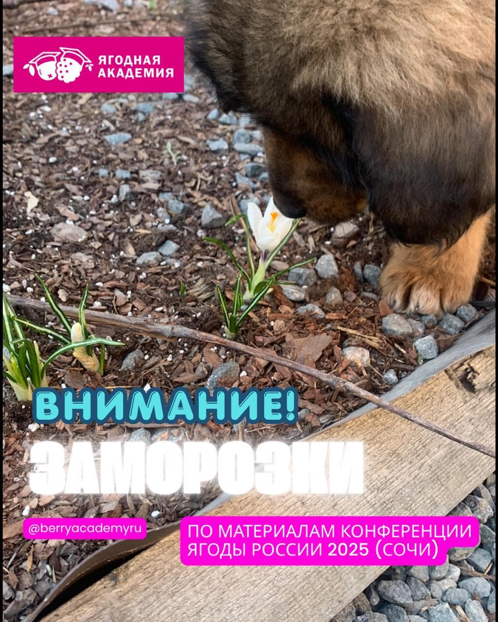 Внимание! Заморозки!