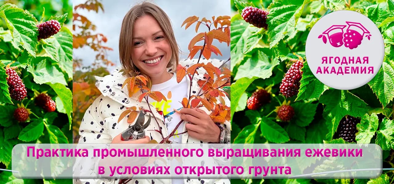 Практика промышленного выращивания ежевики в условиях открытого грунта