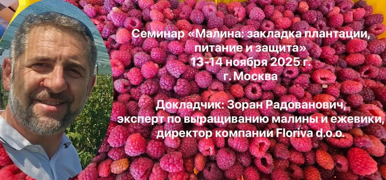 Малина: закладка плантации, питание и защита