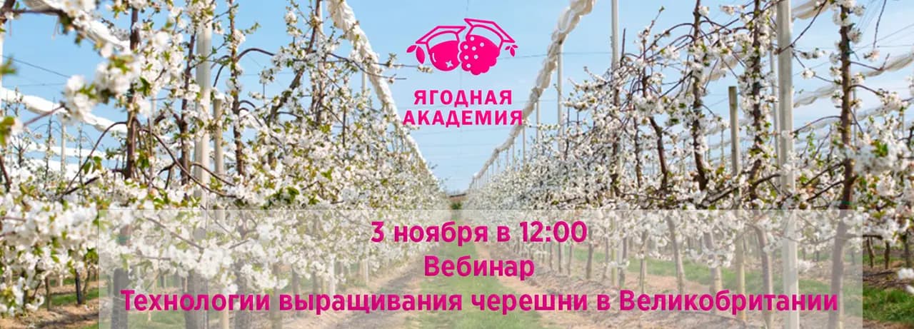 Технологии выращивания черешни в Великобритании
