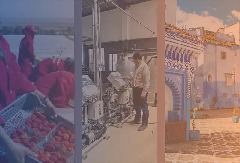 Визит участников российской ягодной отрасли в Марокко