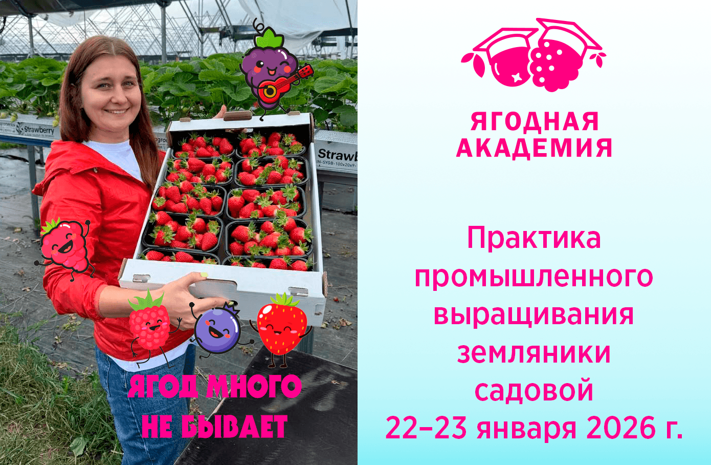 Практика промышленного выращивания земляники садовой