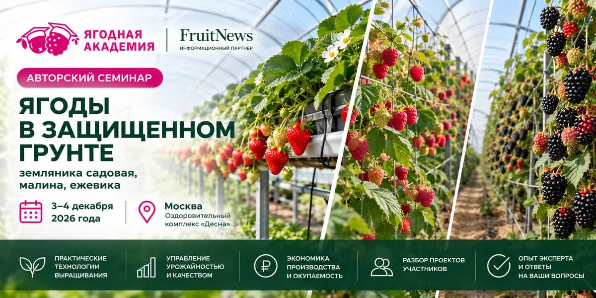 Ягоды в защищенном грунте: земляника садовая, малина, ежевика