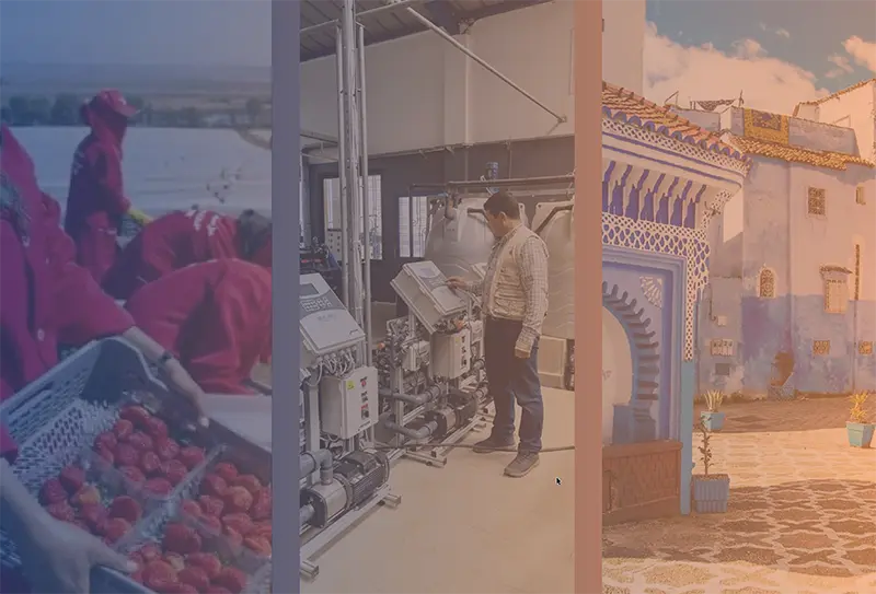 Визит участников российской ягодной отрасли в Марокко 15-20 декабря 2025 г.