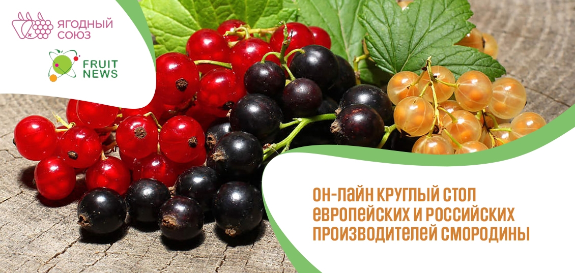 Он-лайн круглый стол европейских и российских производителей смородины **12 **февраля** 2021**