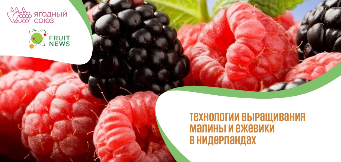Вебинар «Технологии выращивания малины и ежевики в Нидерландах» **08 **февраля** 2021**