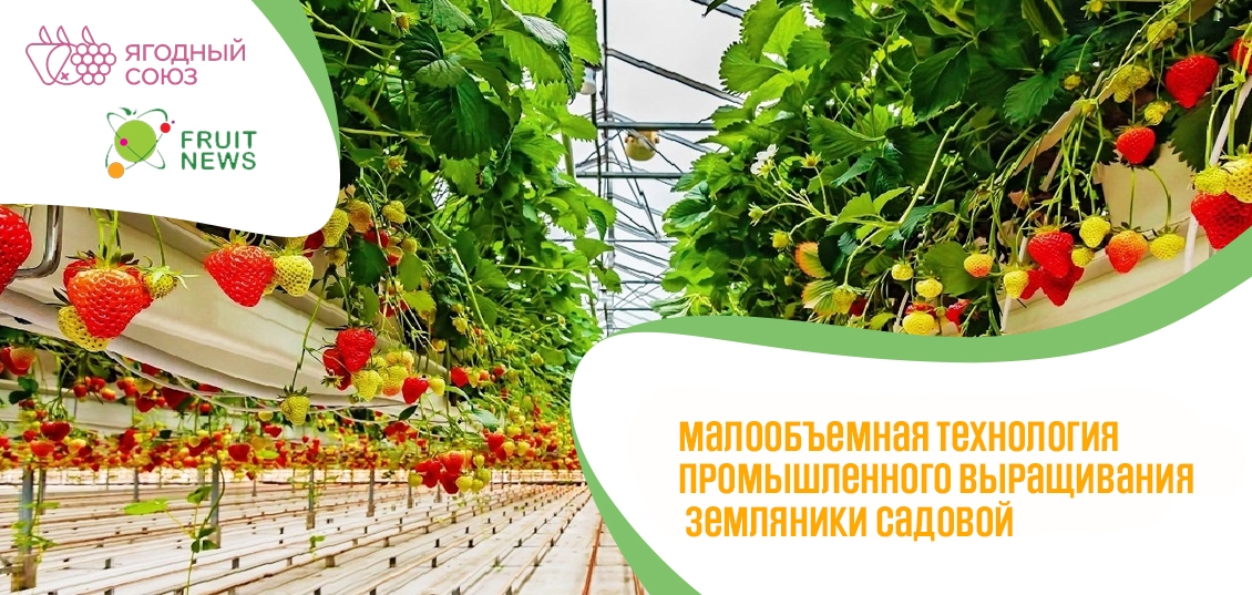 Вебинар «Малообъемная технология промышленного выращивания земляники садовой» **11 **февраля** 2021**