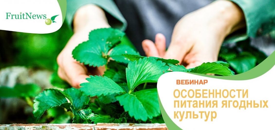 Вебинар «Особенности питания ягодных культур» **19 **мая** 2020**